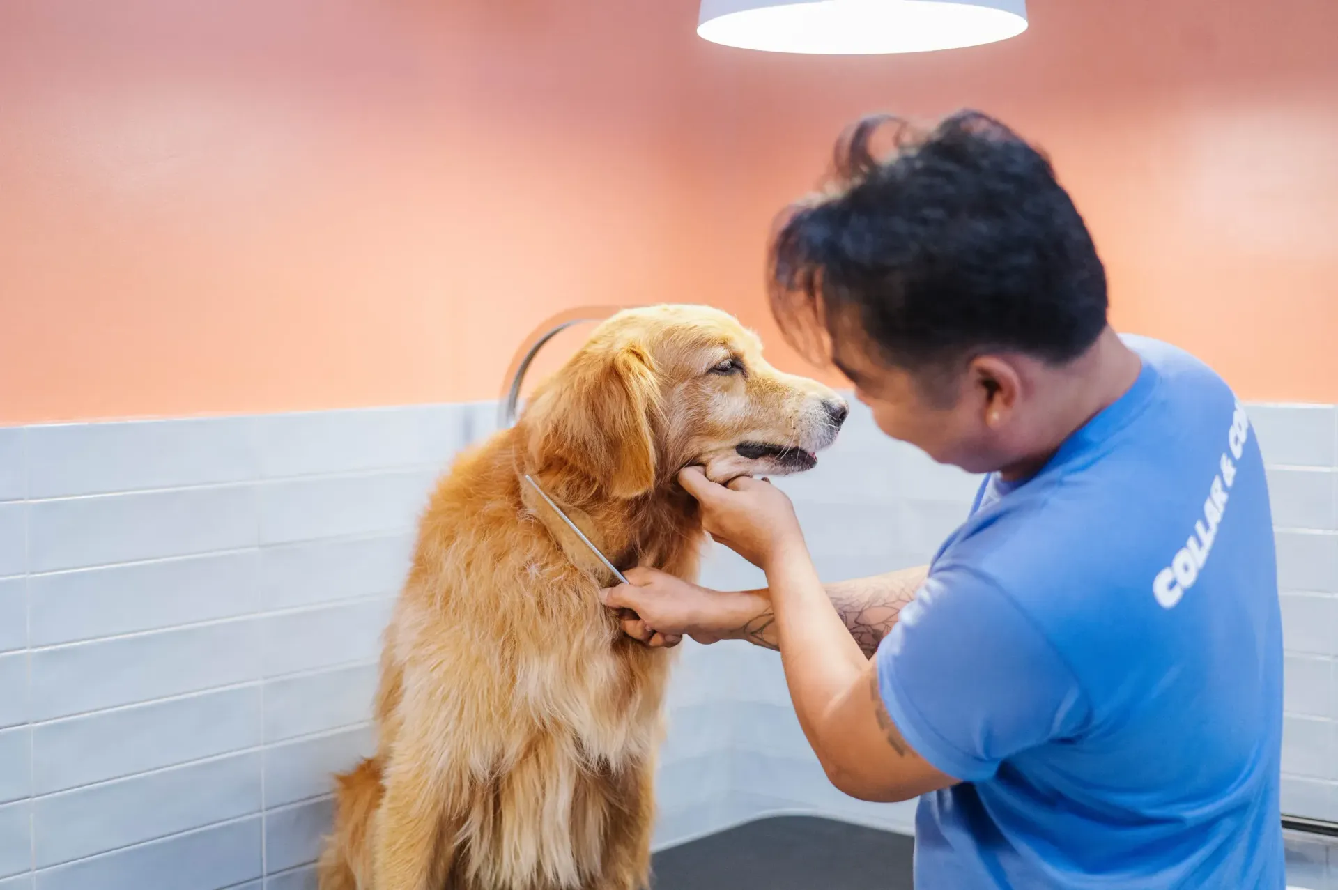 A Collar & Comb groomer with a golden retriever