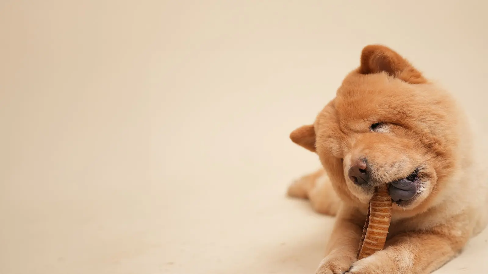 A fluffy chow chow lying down and chewing a treat