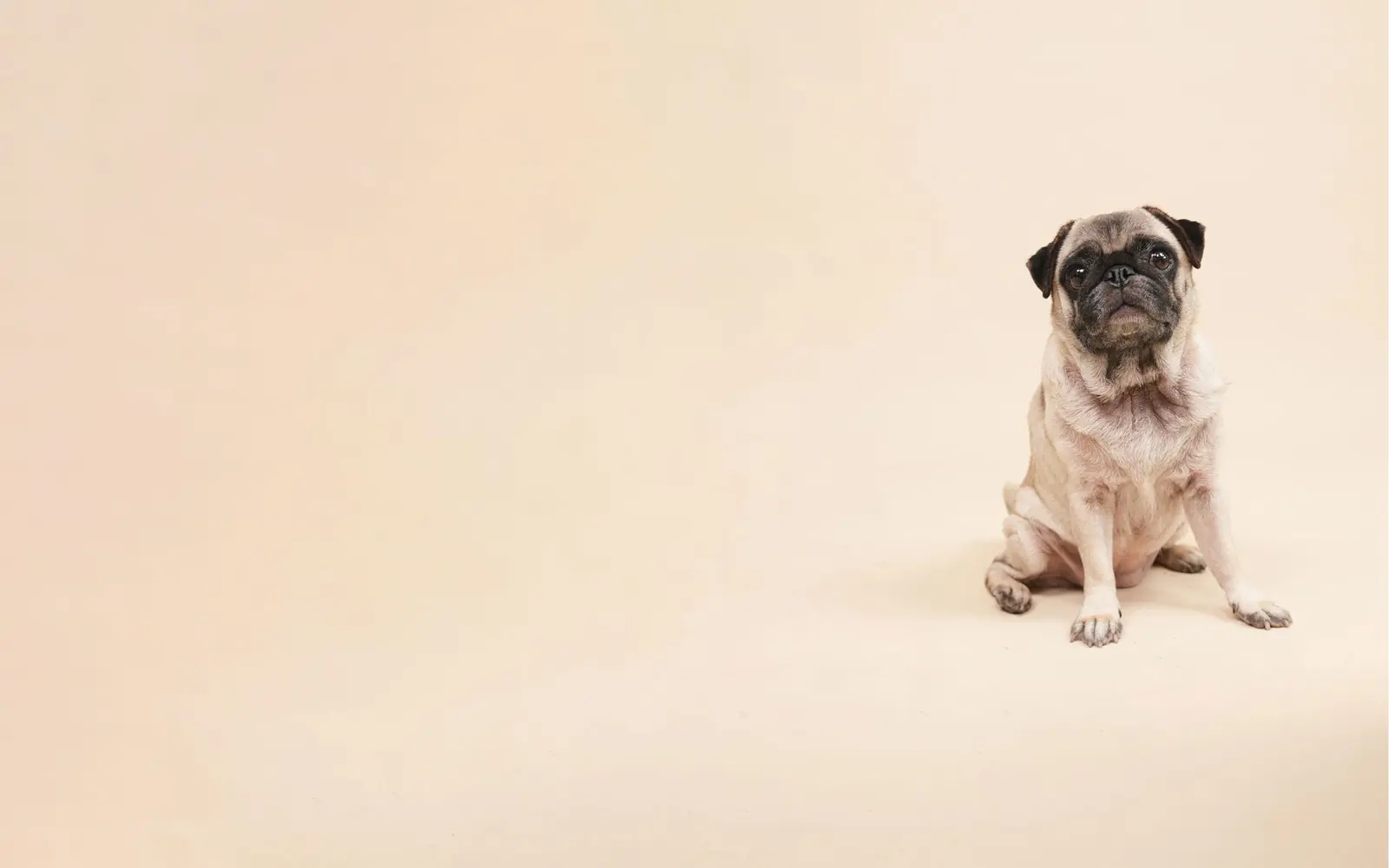 A pug sitting patiently on a cream studio backdrop.