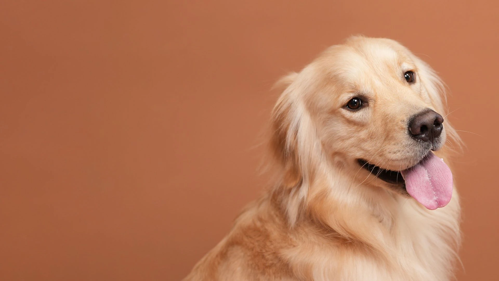 A golden retriever, relaxed, at the Collar & Comb hotel