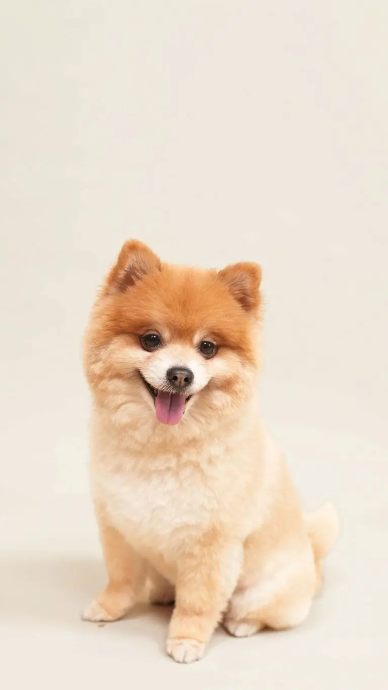 A freshly groomed Pomeranian sitting on a cream backdrop.