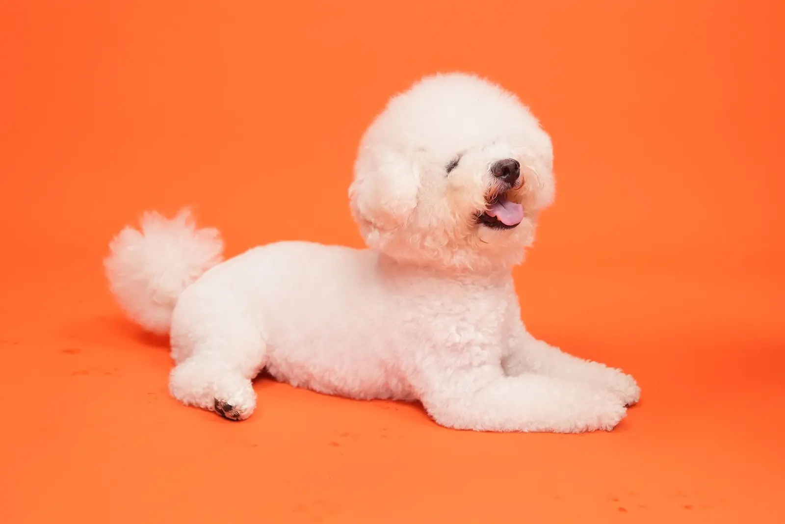 A fluffy white bichon lying down against a bright orange backdrop.