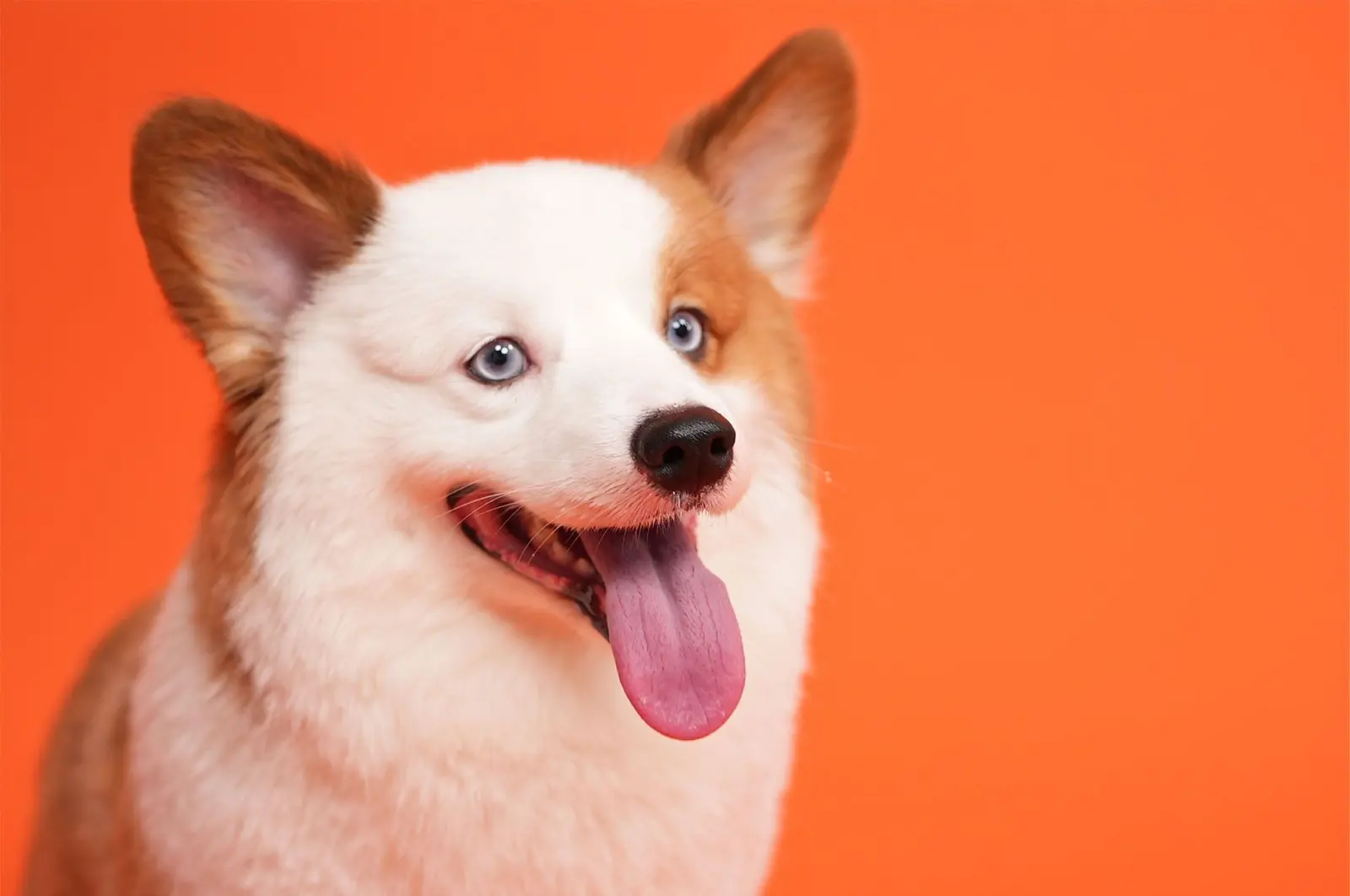 A smiling corgi with its tongue out against a bright orange backdrop.