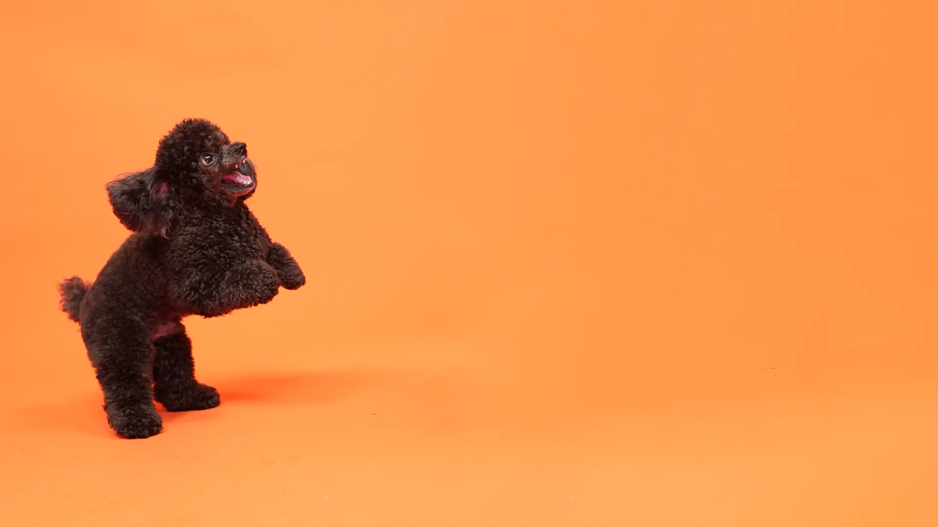 A black toy poodle standing up on an orange studio backdrop