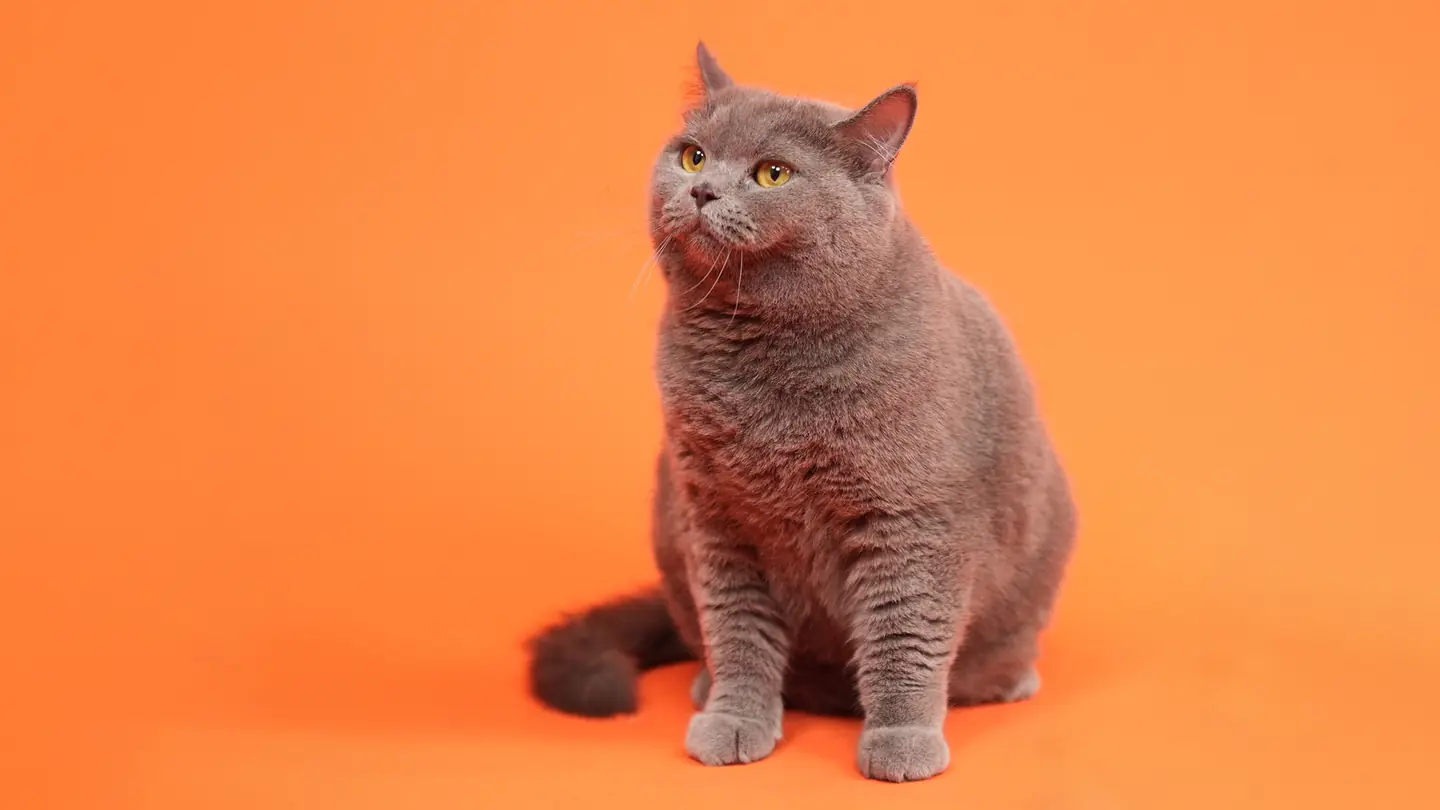 A grey British shorthair cat sitting on an orange backdrop