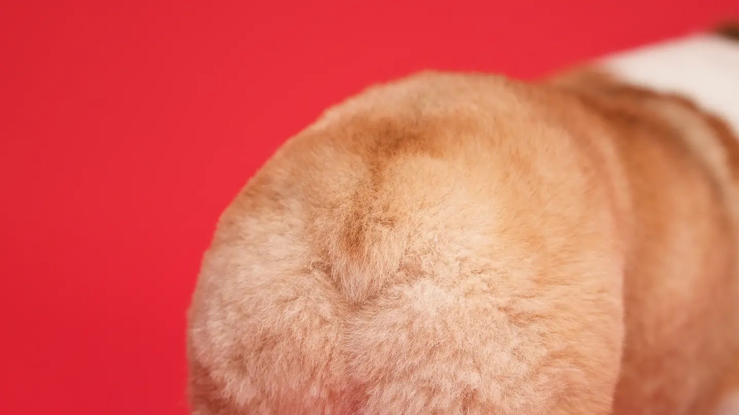Close-up of a freshly fluffed apricot coat against a red backdrop