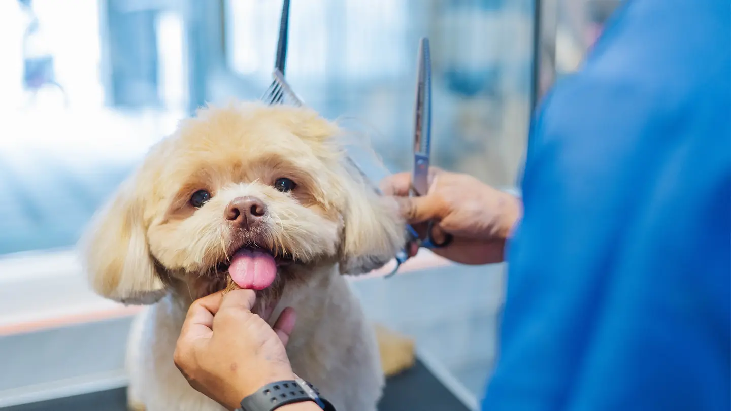 A shih tzu mid-groom, tongue out, at Collar & Comb