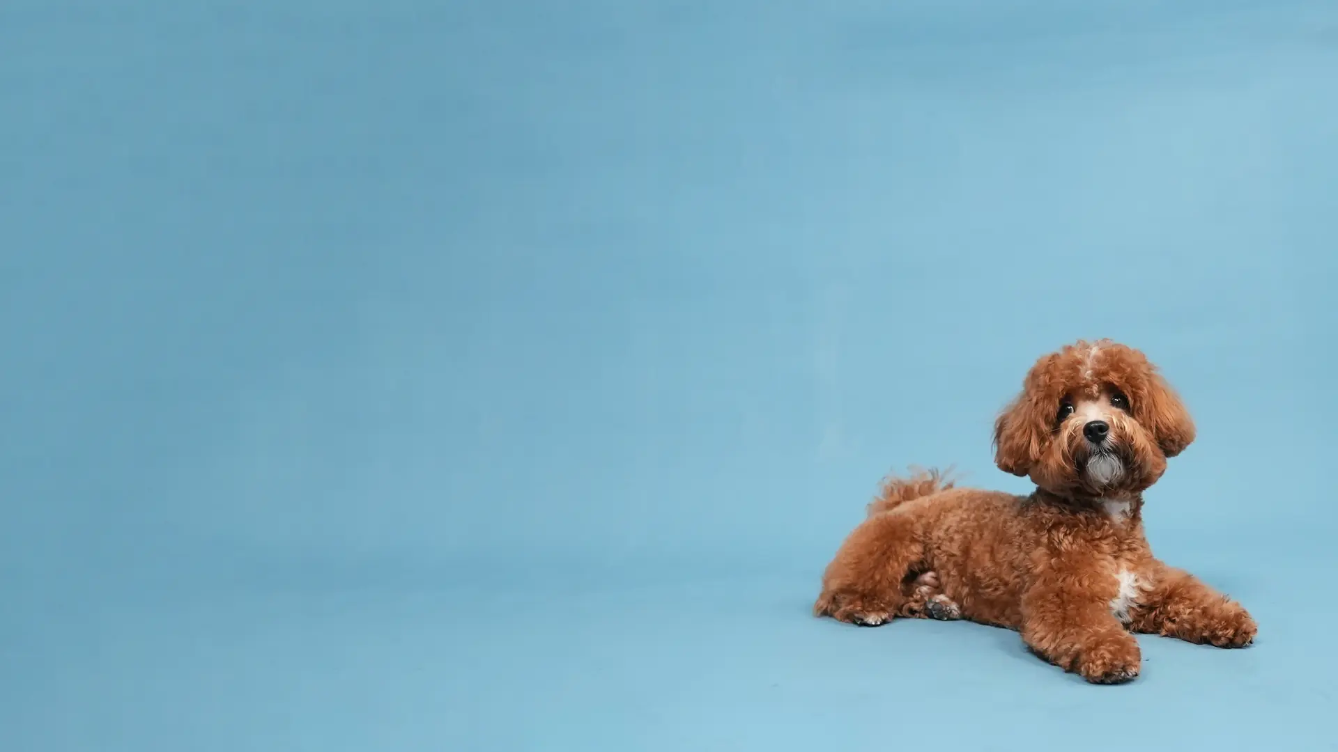 A red toy poodle lying calmly on a blue studio backdrop