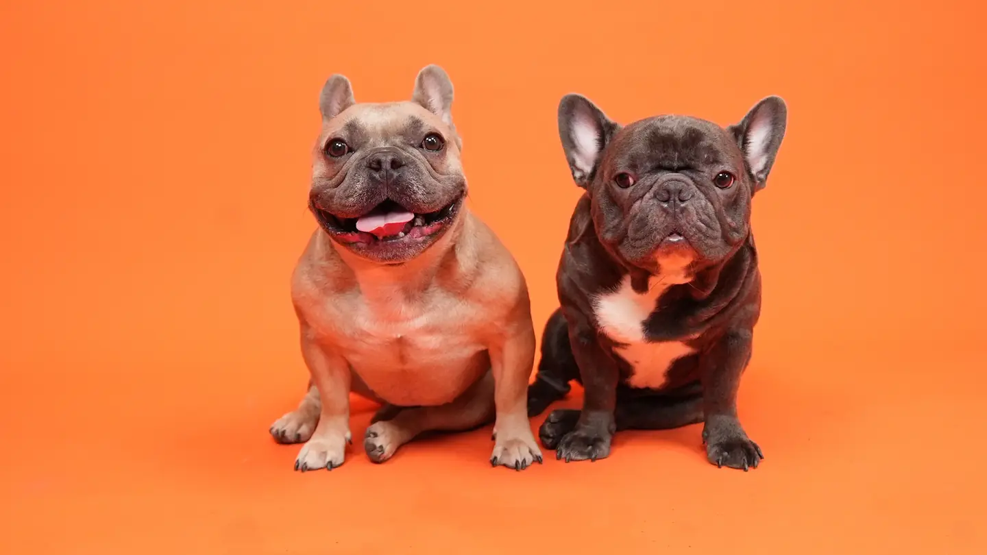Two French bulldogs sitting side by side on an orange backdrop