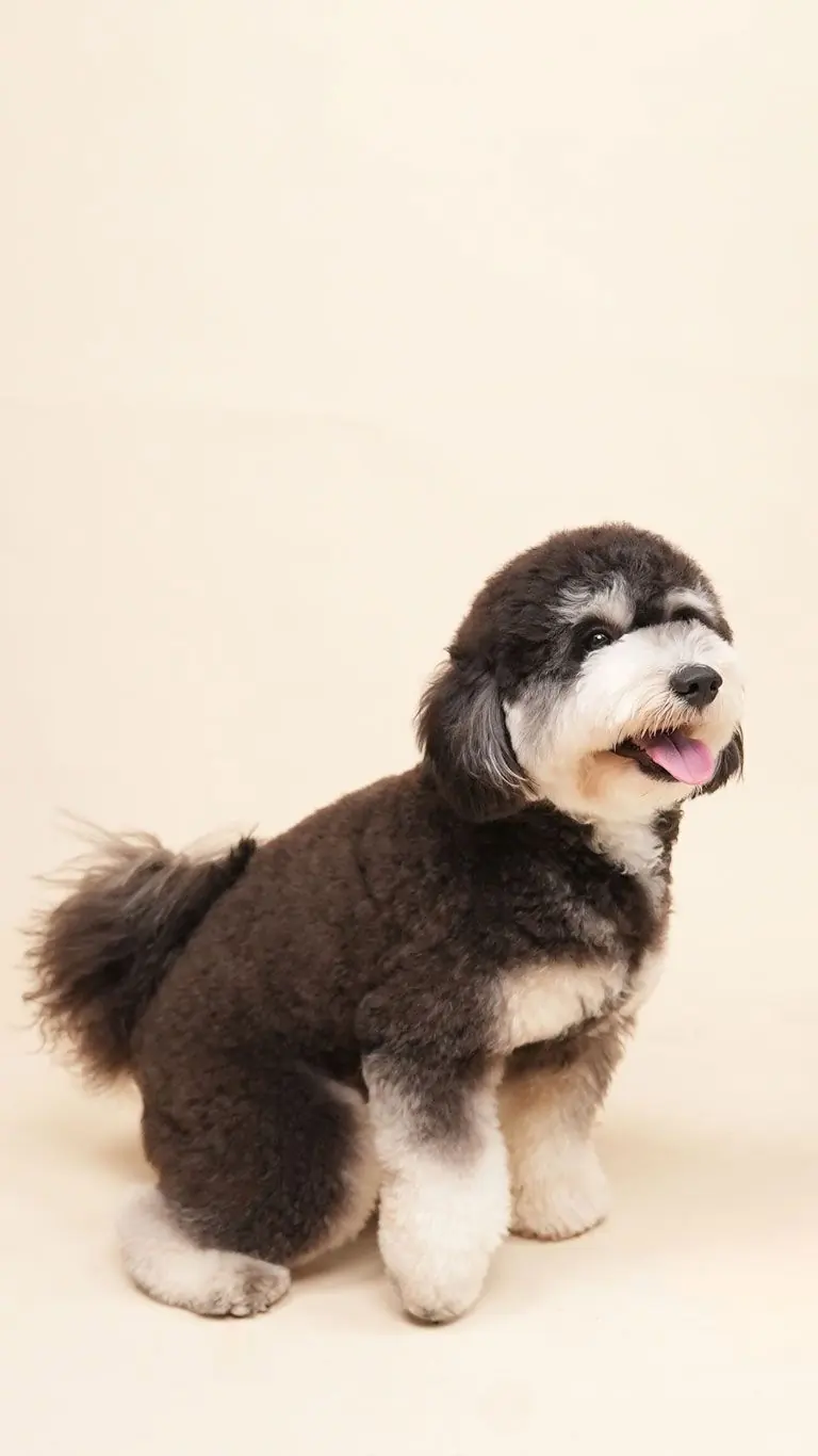 A freshly groomed black and white doodle standing on a cream backdrop.